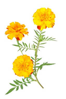 Afrika kadife çiçeği