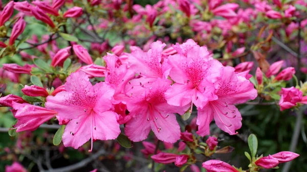 Flor de azálea — Fotografia de Stock