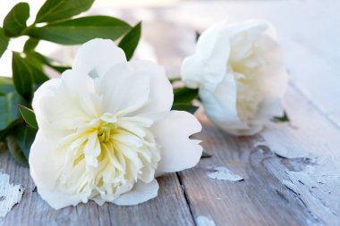 Şakayık çiçekleri 