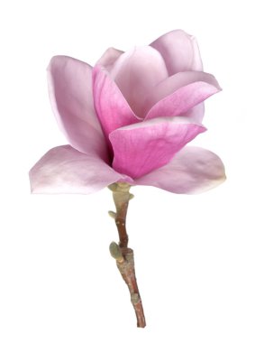  pembe Manolya çiçeği