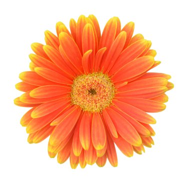  Turuncu gerbera