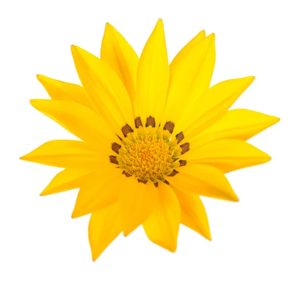 Yellow Gazania — Stock Photo, Image