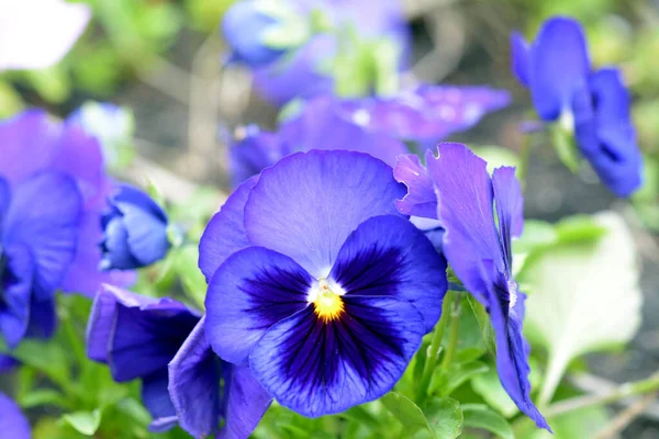 Lila Stiefmütterchenblüten — Stockfoto