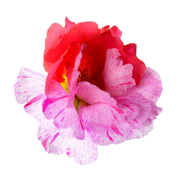 永年性マツバボタン グランディフローラ花 — ストック写真