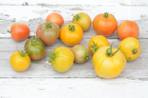 Bio-Tomate — Stockfoto