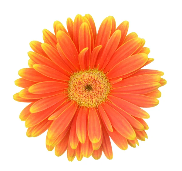 Laranja gerbera — Fotografia de Stock