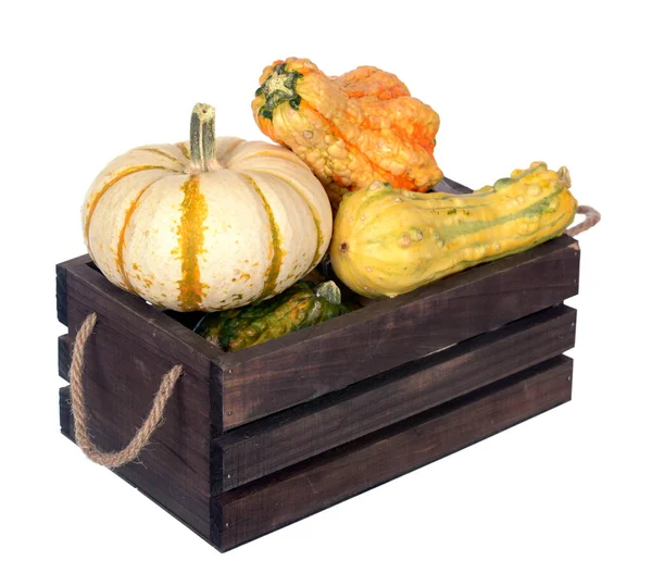 Zucca di zucca — Foto Stock