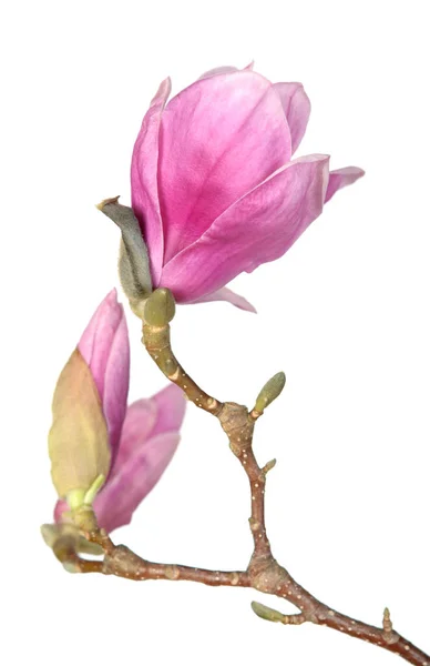 Pink magnolia flower — Stock Photo, Image