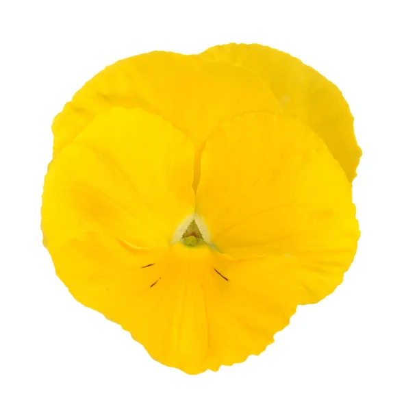 Fiore giallo pansy — Foto Stock