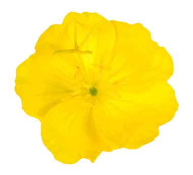 Sarı çuha çiçeği