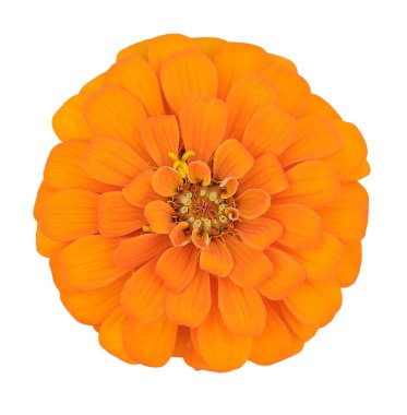  Zinnia çiçeği 