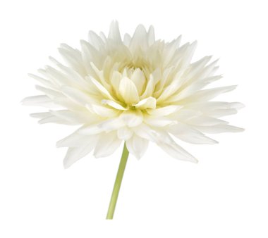  Beyaz yıldız çiçeği