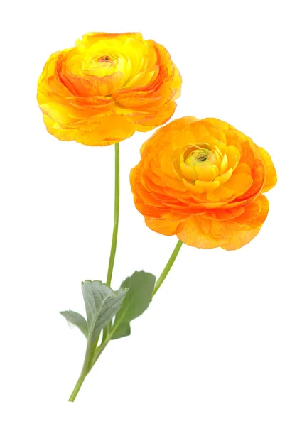 Smörblomma Blommor Isolerade Vit — Stockfoto