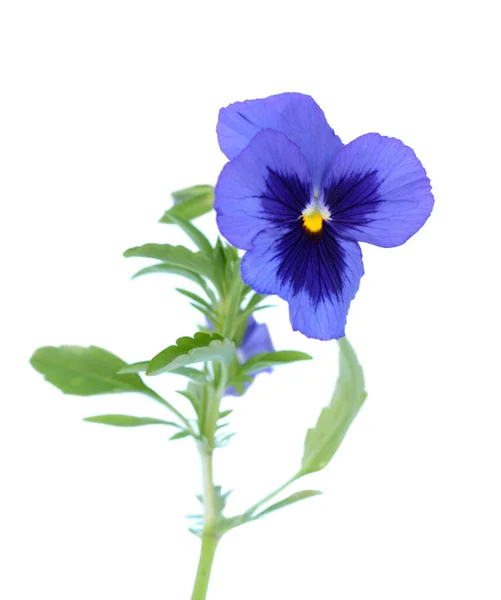 Pansy fleur pourpre — Photo