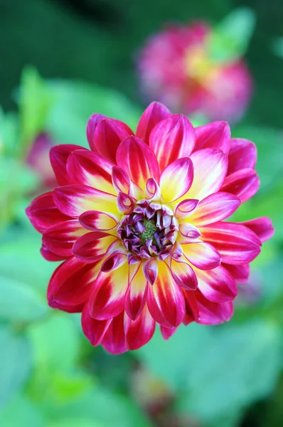 Dahlia. — Fotografia de Stock