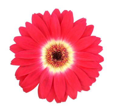 kırmızı gerbera