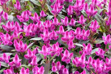 Arka plan kullanımı için bahçede pembe Celosia argentea