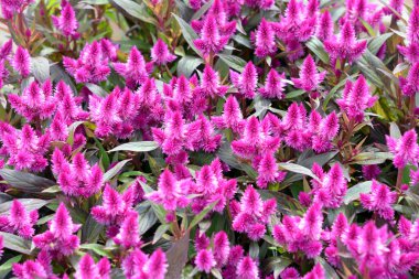 Pink Celosia argentea in garden for background uses clipart