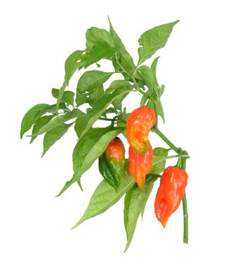 Bhut jolokia