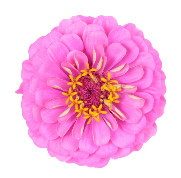 Rosa zinnia blomma — Stockfoto