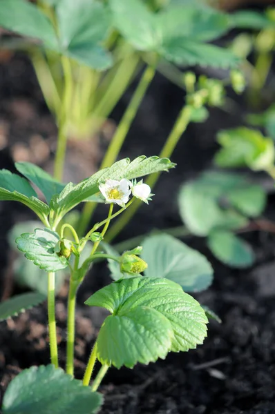 Aardbeiboom — Stockfoto