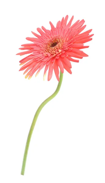 Gerbera rosa — Fotografia de Stock