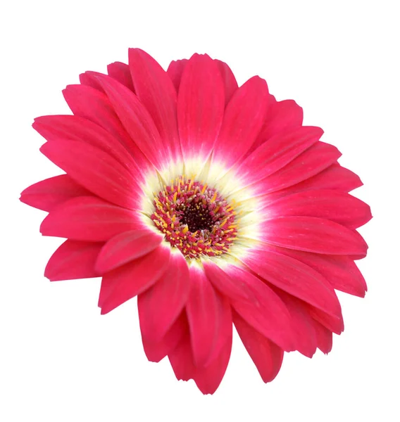 Única gerbera vermelha — Fotografia de Stock