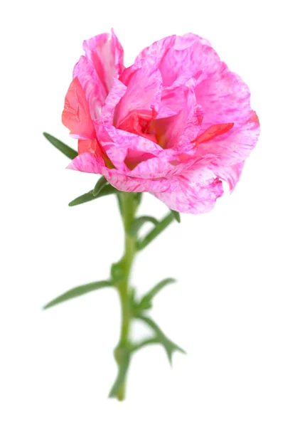 Grandiflora blomma — Stockfoto