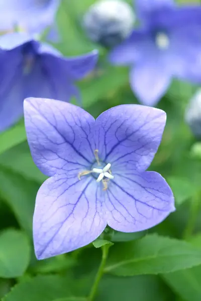 Platycodon grandiflorust virágok — Stock Fotó