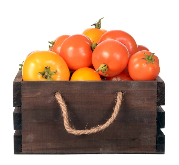 Tomaten — Stockfoto