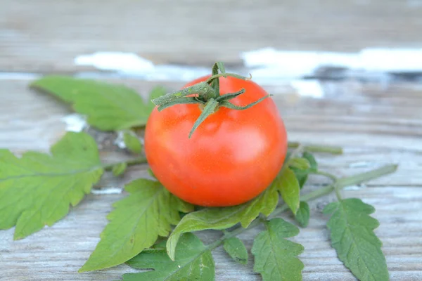잘 익은 토마토의료 약 및 정제 — 스톡 사진