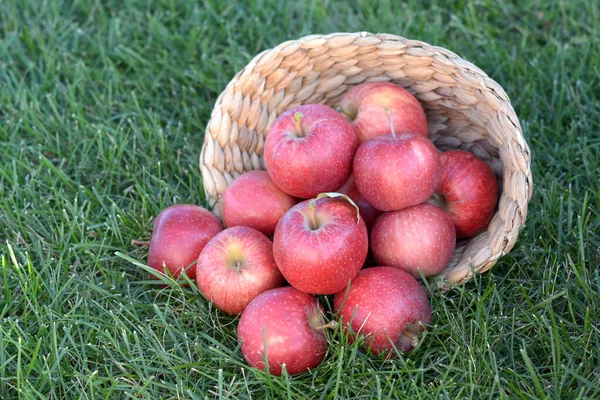 Gala-Äpfel — Stockfoto