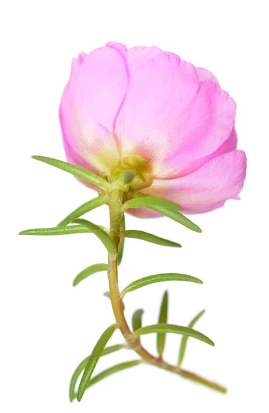Portulaca flor grandiflora — Foto de Stock
