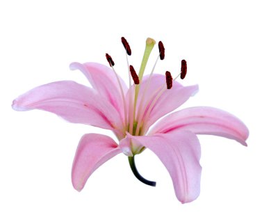 pembe lily çiçek