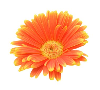 turuncu gerbera beyaz arkaplanda izole 