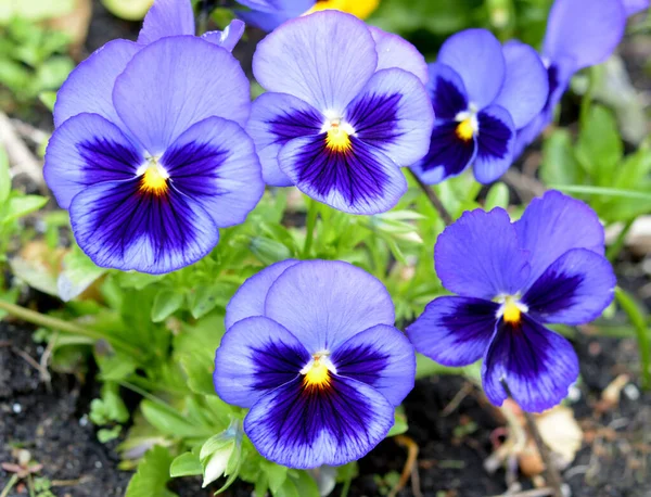Фиолетовые Голубые Цветы Саду Днем — стоковое фото