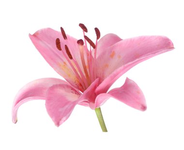 Beyaz arkaplanda izole edilmiş pembe zambak çiçeği 