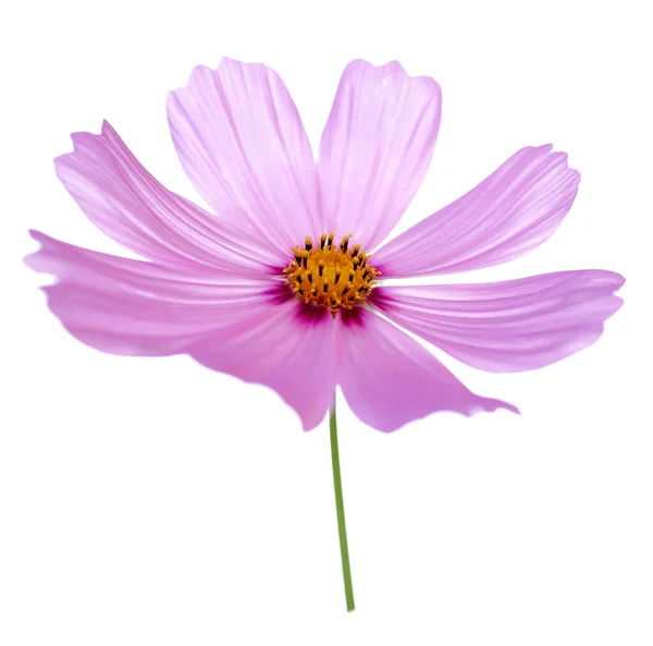 Прекрасна Рожева Квітка Космос Ізольована Білому — стокове фото