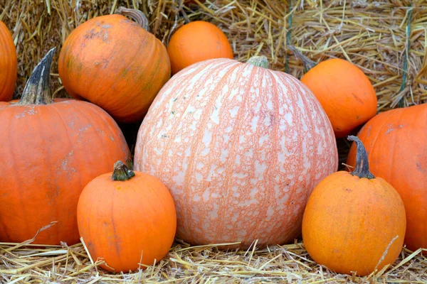 Algunas calabazas — Foto de Stock