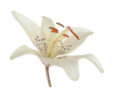 izole beyaz zemin üzerine Beyaz Zambak çiçeği