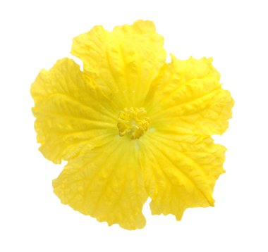 Arkaplan kullanımları için renkli çiçeklerin kapatılması