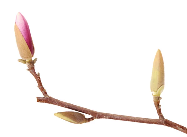 Pink magnolia — Stock Photo, Image