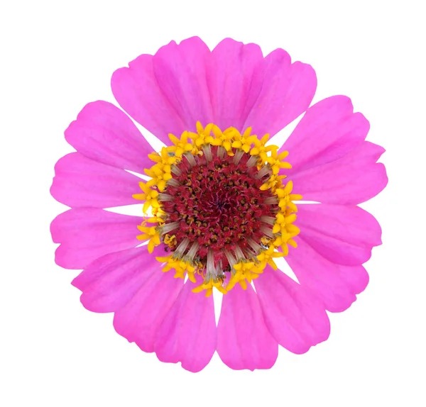 Rosa zinnia flor — Fotografia de Stock