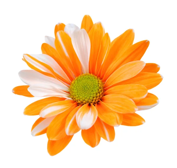 Two tone chrysanthemum — Stock Photo, Image