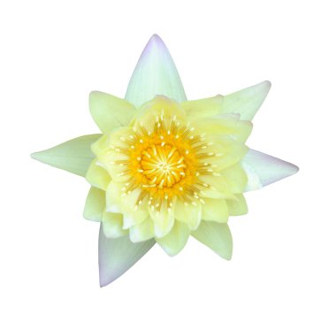 Sarı lotus 