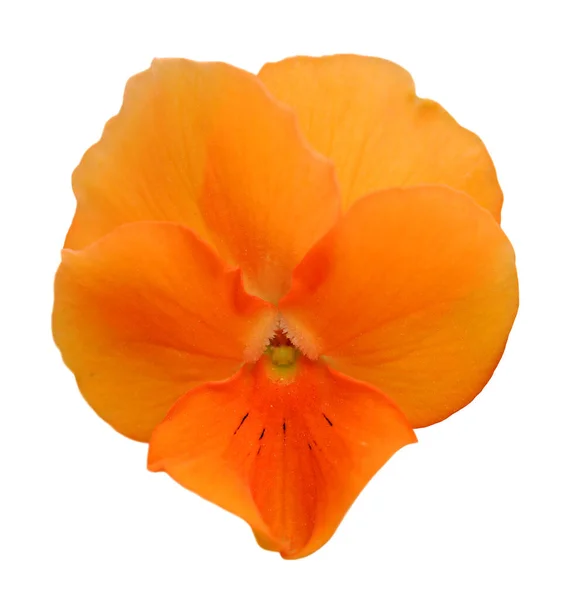 Orange pansy flower — Stock Photo, Image