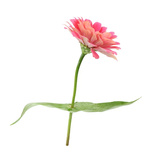 Flor de zinnia rosa — Foto de Stock