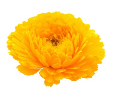 sarı calendula çiçek 