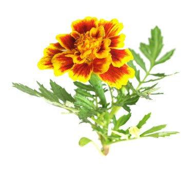 Afrika kadife çiçeği 