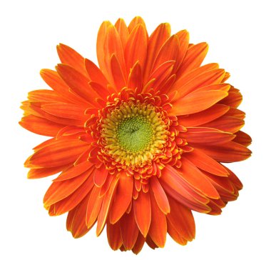 Turuncu gerbera